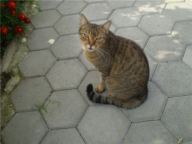 micika